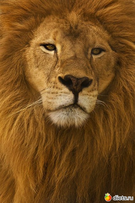 26 ����: ����� 1