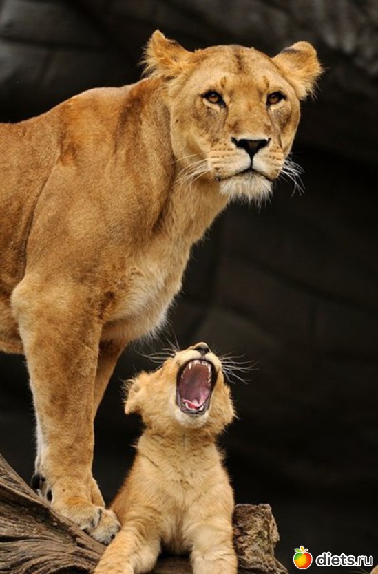 31 ����: ����� 1