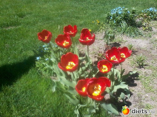 2 фото: Мои цветы