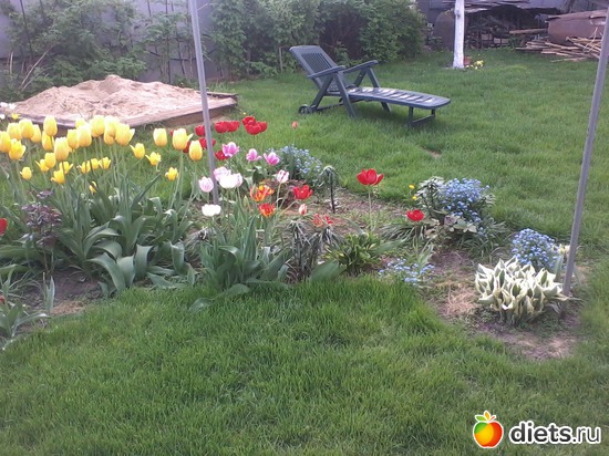 5 фото: Мои цветы