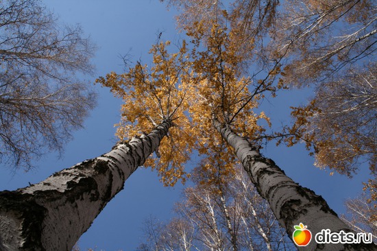 46 ����: ��� ������� �����