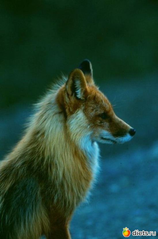 32 ����: ����� 1