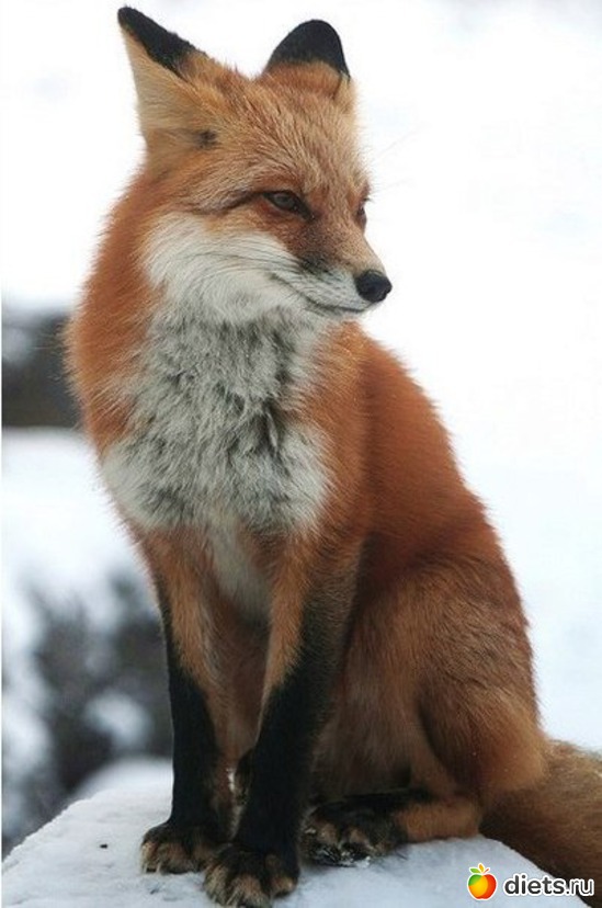 37 ����: ����� 1