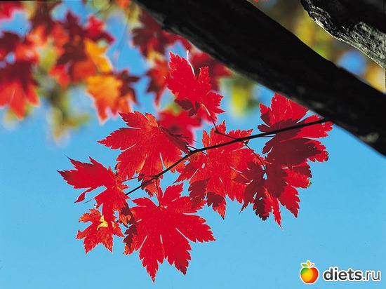 ��� �����, ������: ������� ����� ���� ����������!