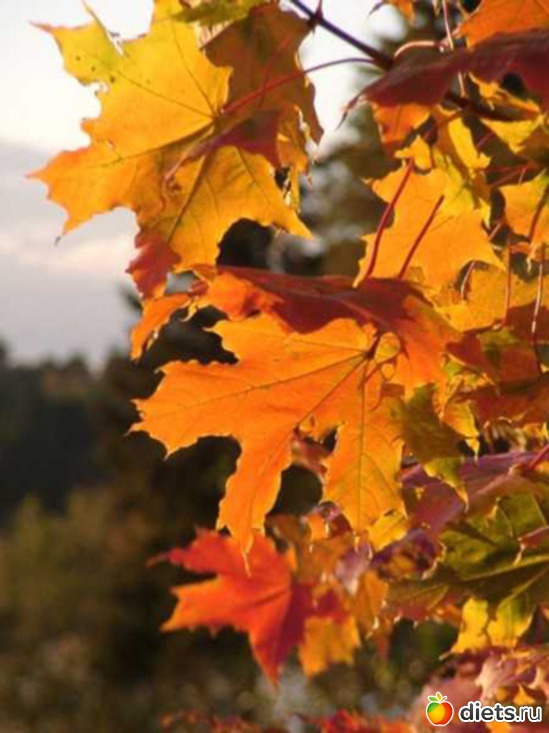 ������� ����, ������: ������� ����� ���� ����������!