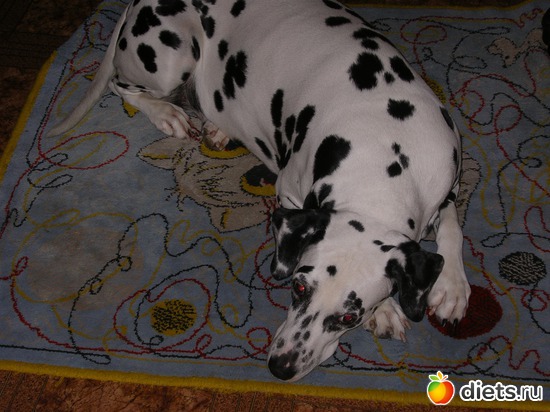 1 фото: моя далматинка