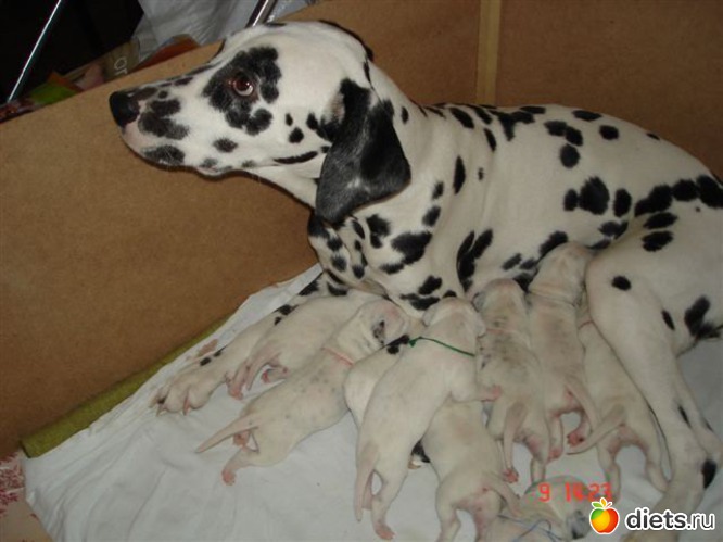 17 фото: моя далматинка