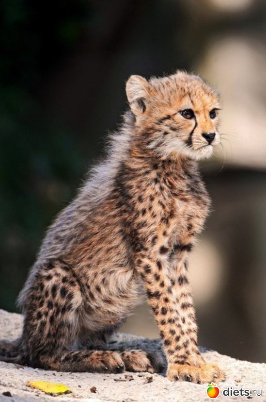 45 ����: ����� 1