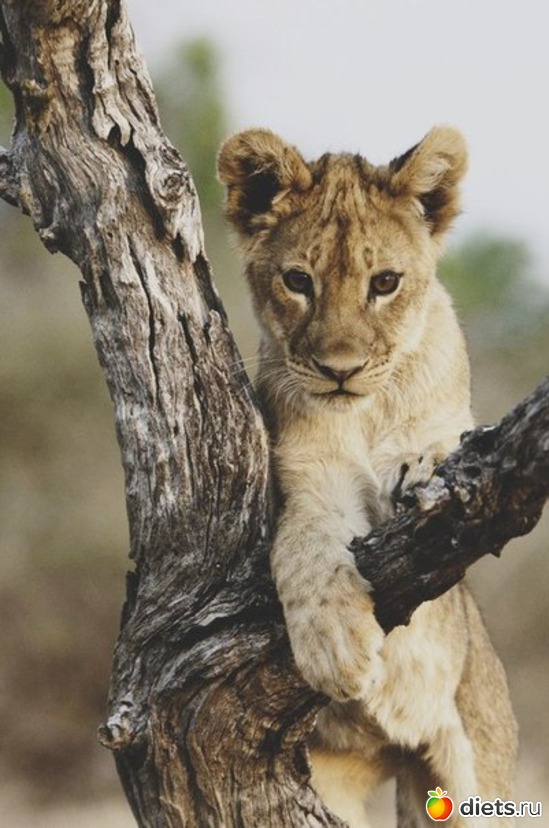 46 ����: ����� 1