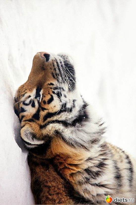 49 ����: ����� 1