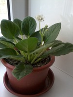 У меня тоже урожай.