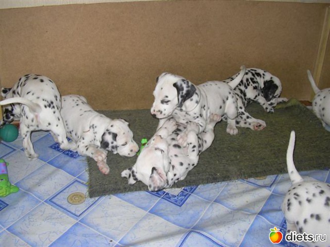 хорошо покушали, можно и поиграть, альбом: моя далматинка