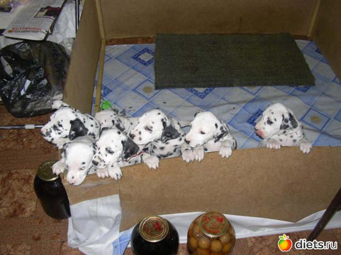 когда же нас мама будет кормить?, альбом: моя далматинка