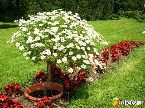 ��� �����.���������� ������, ������: ������