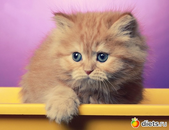 1 ����: �������� ��� 20