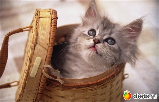 �� �������� ���� � �����, ������: �������� ��� 20