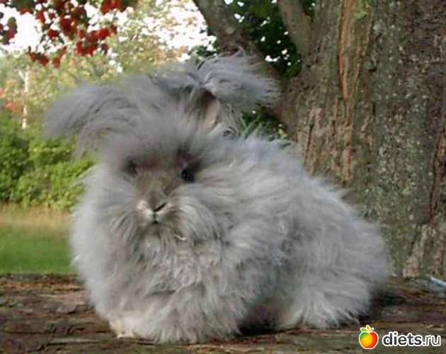 ������� �������, ������: �������� ��� 20