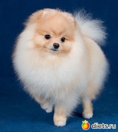 �������� ��� 20