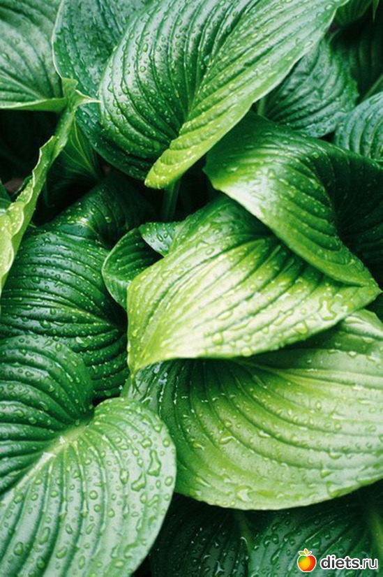 62 ����: ����� 1