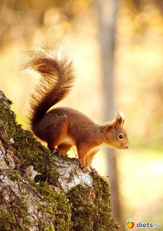 66 ����: ����� 1