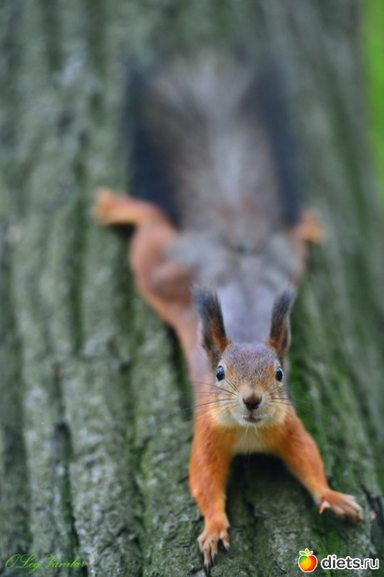 68 ����: ����� 1