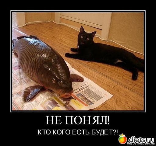 ����������� 2