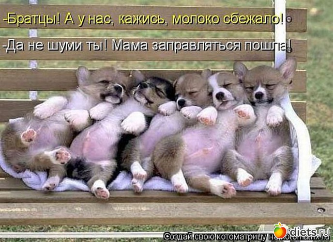 9 фото: котоматрицы 2