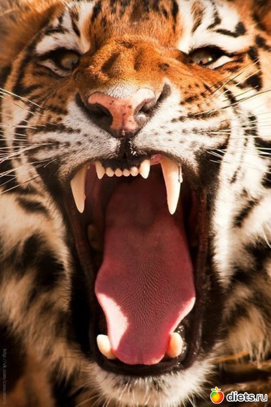 69 ����: ����� 1