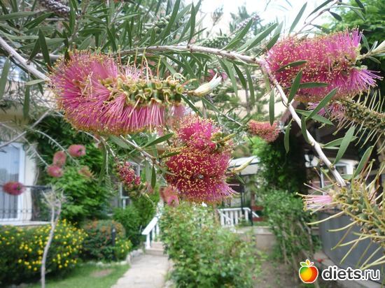 12 фото: Турция.Май 2012 год.