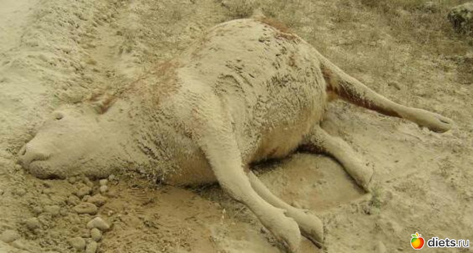 1 ����: ����