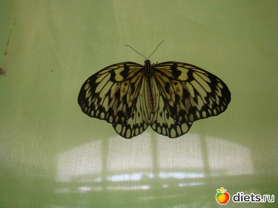 1 ����: �������� �������