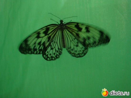 5 ����: �������� �������