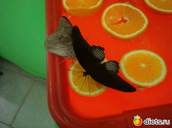 ��������, ������: �������� �������