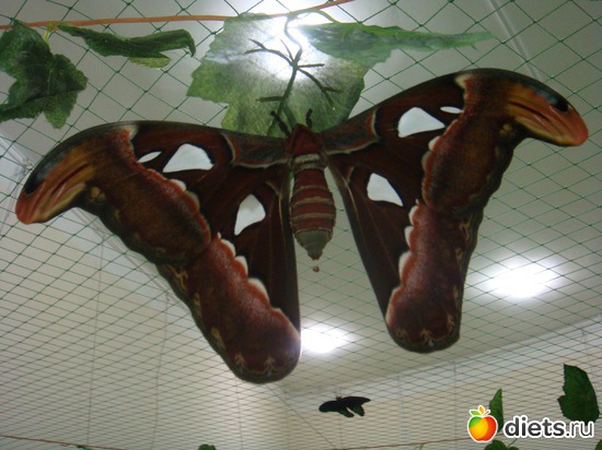 7 фото: Выставка бабочек