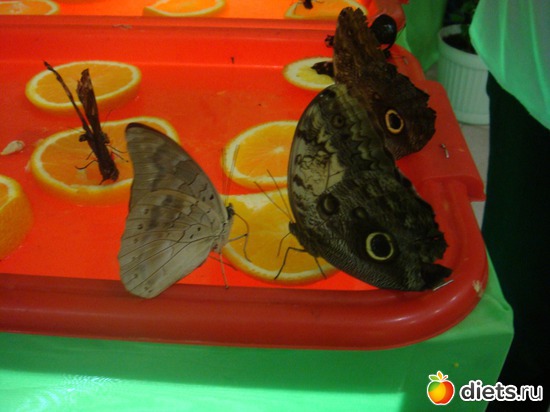 ����, ������: �������� �������