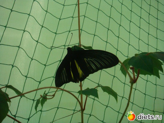 12 ����: �������� �������