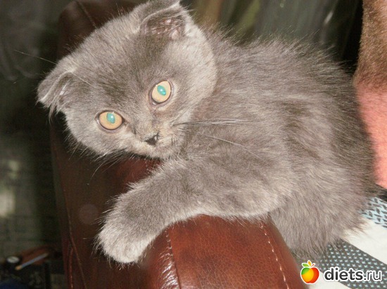 �����, ������: �