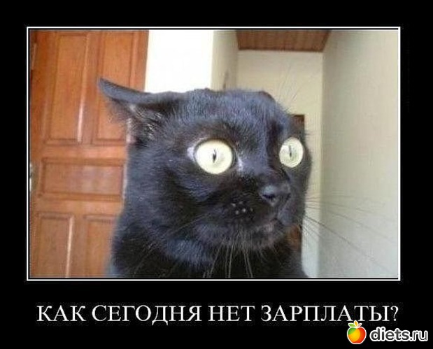 1 фото: животные