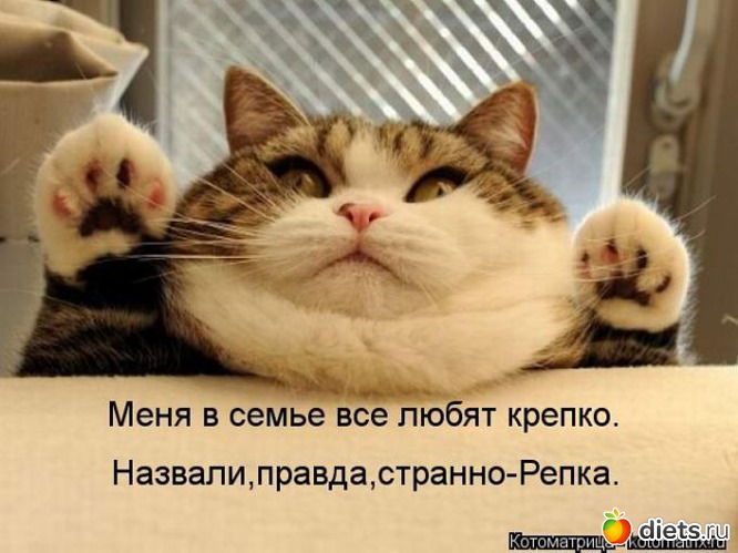 3 фото: животные