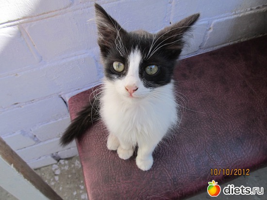 43 фото: кошки