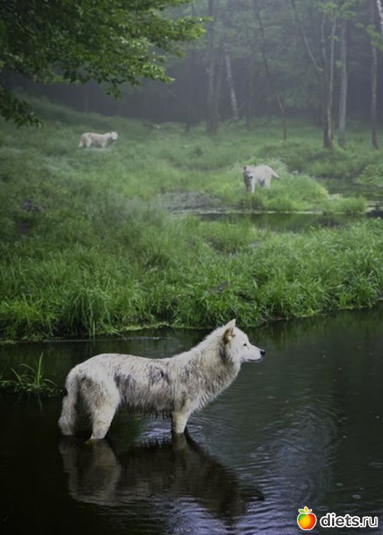 75 ����: ����� 1