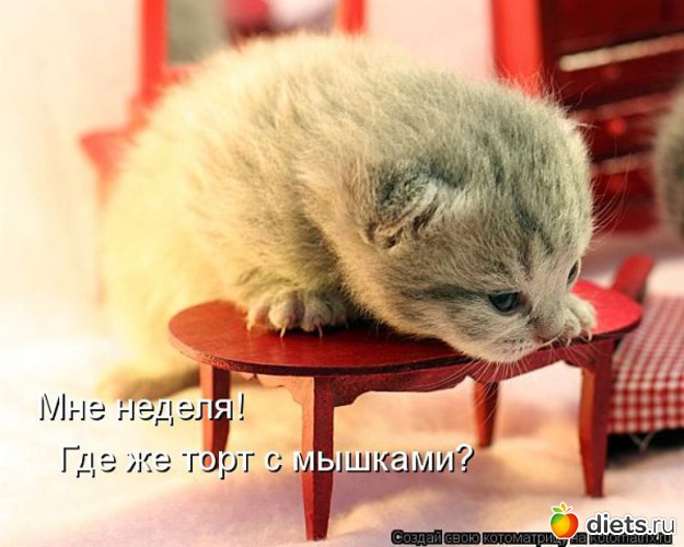 24 фото: животные