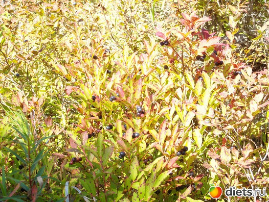 1 ����: ������� ��������