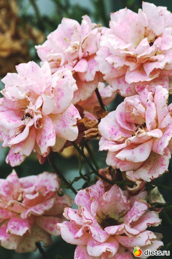 87 ����: ����� 1