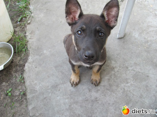 1 фото: Кто в доме хозяин