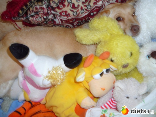 13 ����: ��� ������ ����