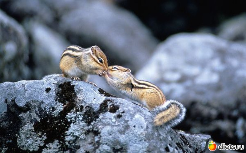 31 ����: ��������