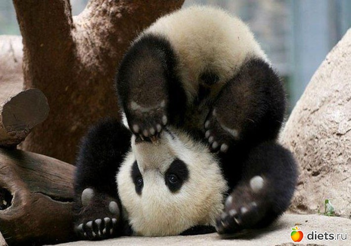 33 ����: ��������