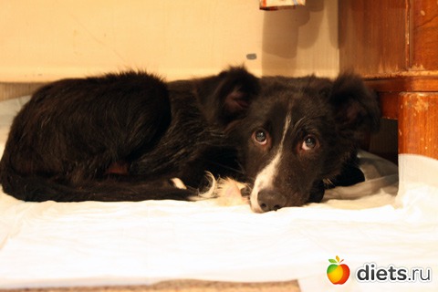 ������ ����