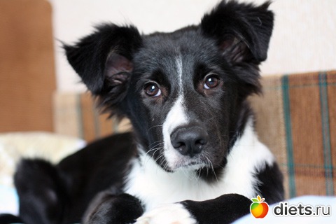 ������ ����